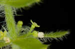 Piedmont bedstraw